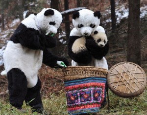 researchers-dressed-pandas-hold-cub